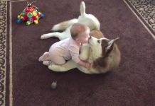 Baby Crawls Up To Her Dog, And The Husky Gently Invites Her To Play