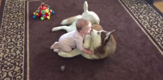 Baby Crawls Up To Her Dog, And The Husky Gently Invites Her To Play