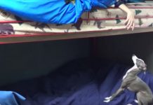 Italian Greyhound Pup Can’t Wait For Her Human Brother To Wake Up Every Day
