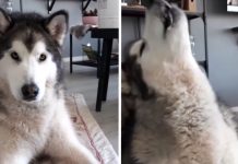 Malamute Knows Exactly When To Come In On ‘If You’re Happy And You Know It’