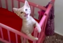 Kitten Sees Mom Getting Bottle Ready, Runs To Crib And Waits As A Baby Would