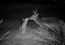 Dog Runs Away From Home To Make Friends With A Deer