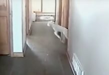 Lamb Gets Loose In House, Can’t Tell Where Mom’s Voice Is Coming From