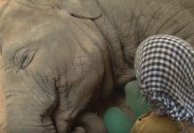 Strong Bond Allows Elephant To Let Her Guard Down And Relax For Sweet Lullaby