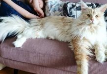 Lotus The Maine Coon Is One Big Floofball Of A Kitty