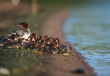 Photographer Spots Mama Duck Leading 76 Little Ducklings Through The Water