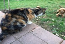 The Hysterical Way The Cats Keep The Neighbor Dog Out Of The Yard