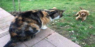 The Hysterical Way The Cats Keep The Neighbor Dog Out Of The Yard