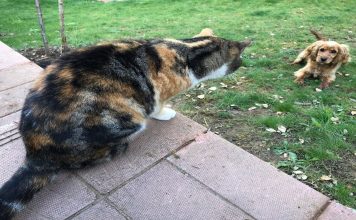 The Hysterical Way The Cats Keep The Neighbor Dog Out Of The Yard