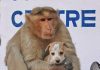 A Monkey Adopts A Little Puppy, Defends It From Stray Dogs And Acts Like Its Natural Parent
