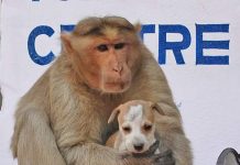 A Monkey Adopts A Little Puppy, Defends It From Stray Dogs And Acts Like Its Natural Parent