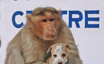 A Monkey Adopts A Little Puppy, Defends It From Stray Dogs And Acts Like Its Natural Parent
