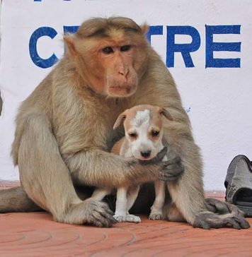 A Monkey Adopts A Little Puppy, Defends It From Stray Dogs And Acts Like Its Natural Parent