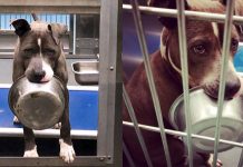 Shelter Dog Refused To Go Anywhere Or Even Be Adopted Without His Food Dish