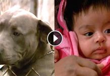 Armed Robers Breaks Into House And Steal Baby Girl, But Family Pit Bull Was Waiting Outside