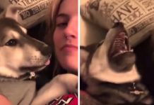 Mom Tickles Her Puppy, And The Dog Lets Out Actual Laughs