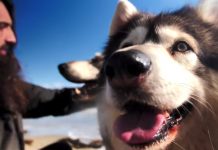 Fans Flock To Meet The Real Dogs Who Play Direwolves In Game Of Thrones