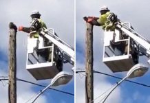 Verizon Suspends Worker Who Rescued Cat Using His Work Equipment