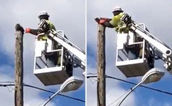 Verizon Suspends Worker Who Rescued Cat Using His Work Equipment