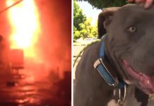 Pit Bull Is Seen Dragging Baby By The Diaper, Turns Out The House Is On Fire