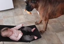 Silly Boxer Found A Way To Get Endless Laughs From His Human Baby Sister