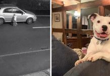 Dog Can’t Stop Smiling In New Home With Someone Who Would Never Abandon Him