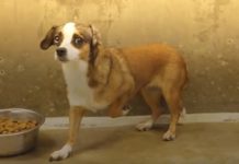 Terrified Dog Never Wagged Her Tail – Then Her Foster Father Built A Room Just For Her
