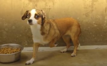 Terrified Dog Never Wagged Her Tail – Then Her Foster Father Built A Room Just For Her