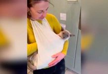 Family Uses Special Sling For Senior Cat So He Can Be Pet At All Times