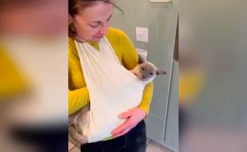 Family Uses Special Sling For Senior Cat So He Can Be Pet At All Times
