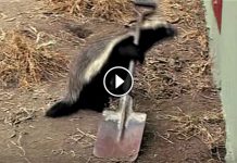 Honey Badger Kept Escaping. What Is Captured When He Set Up A Camera Is Astonishing!!