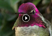 When This Gorgeous Humming Bird Moved His Head I Couldnt Believe My Eyes