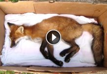 Girl Saw A ‘dead’ Fox On The Side Of The Road. Then.. A Miracle Happened.