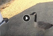 Lonely Goose Approaches A Man Looking For A Help. What Follows Is Simply Incredible