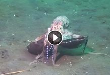 Scientists Cant Help But Laugh When They See A Crafty Octopus Underwater