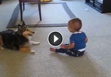 No One Believed That Their Dog And Baby Could Do This… So They Grabbed A Camera! Brilliant!