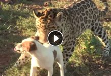 This Jaguar Caught Up To The Little Dog, And I Feared The Worst. What The Dog Did Next Stunned Me!