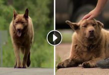 This Dog Has Become A Legend In Town For His Daily Trek To Say “hello” To Everyone
