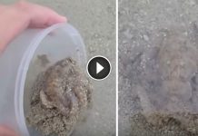Dude Saves Beached Octopus, But The Last Thing He Expects Is A Thank You He Will Never Forget