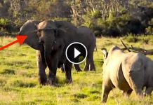 Just As A Rhino Is About To Attack, An Elephant Tricks Him With Nothing But A Stick!