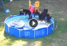 Family Of Bears Has The Best Pool Party Ever! What Happens Here Will Stay With You Forever.