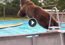 Grizzly Bear Finds An Inviting Swimming Pool, And What He Does Next Had Me Laughing Out Loud