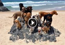 This Video Of Dogs And A Cat On A Beach Is The Best Version Of Pharrell Williams “Happy” Ever!