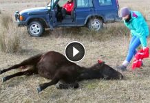 Helpless Wild Horse was in Chains for Months. Watch how She Thanks Its Savior..