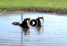 Horses Blowing Bubbles In The Water Are A Pure Joy To Watch