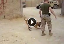 Military K9 Got Shoes To Protect Her Paws. Her Reaction Is Too Funny!