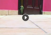 This Parrot Has The Most Diabollicaly Hilarious Laugh