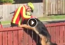 Neighbors Think This Dog Is Dangerous. But Mailman Always Stops To Give His Favorite Dog A Hug