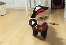 This Cat Has The Greatest Halloween Costume Of All Time.