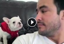 Dude Tells To His Puppy That He Looks Handsome And Gets Priceless Response